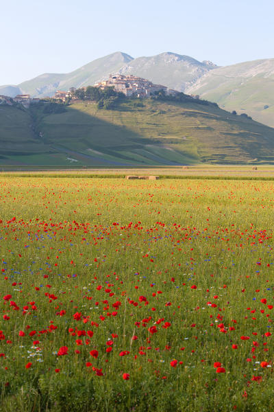 Europe,Italy,Umbria,Perugia district,Castelluccio of Norcia during flowering