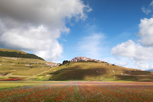Europe,Italy,Umbria,Perugia district,Castelluccio of Norcia. Flower period
