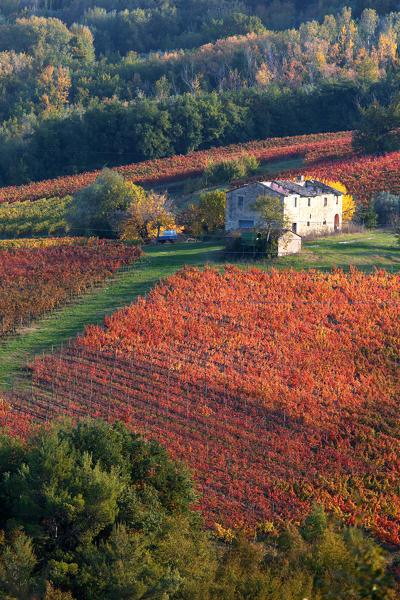 Europe,Italy,Umbria,Perugia district.
Vineyards of Montefalco