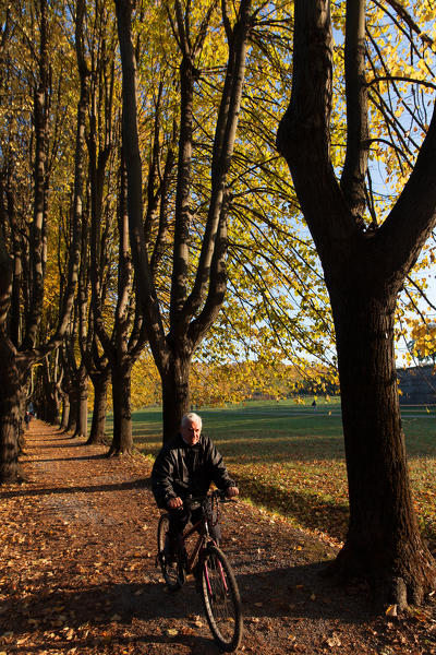 Europe, Italy,Tuscany,Lucca district.
Avenue of trees during the autumn season