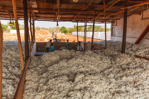 Africa,Malawi,Balaka district.
Cotton processing