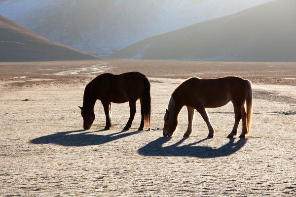 Europe,Italy,Perugia district,Castelluccio of Norcia.
Horses grazing