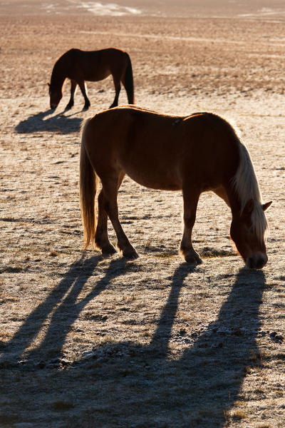 Europe,Italy,Perugia district,Castelluccio of Norcia.
Horses grazing
