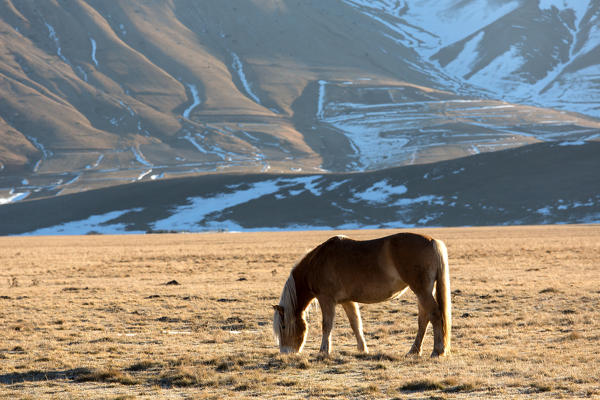 Europe,Italy,Perugia district,Castelluccio of Norcia.
Horse grazing