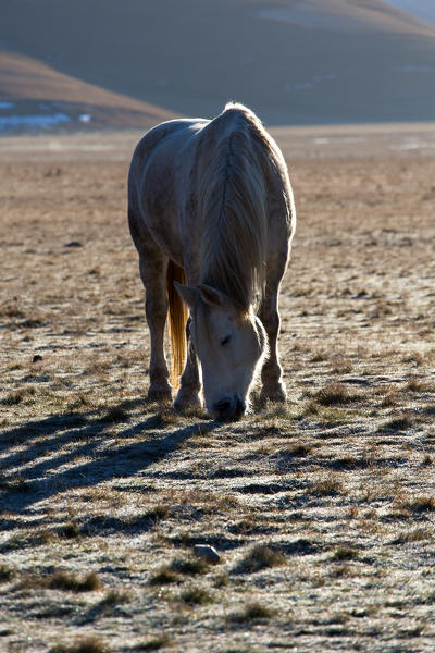 Europe,Italy,Perugia district,Castelluccio of Norcia.
Horse grazing