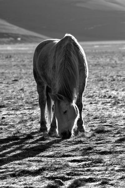 Europe,Italy,Perugia district,Castelluccio of Norcia.
Horse grazing
