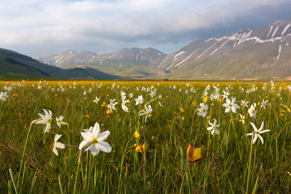 Europe,Italy,Umbria,Perugia district.
Castelluccio of Norcia during flowering