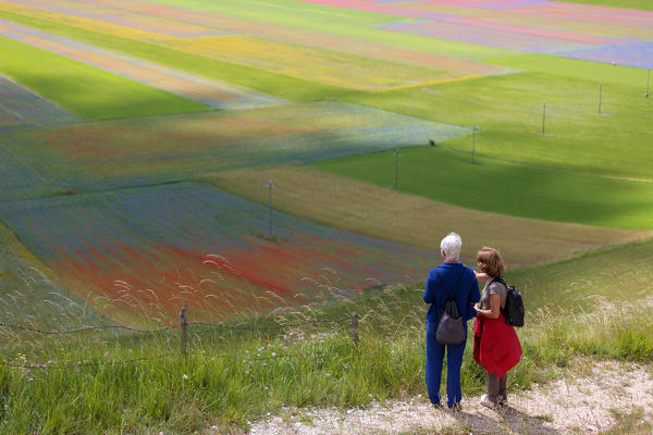 Europe,Italy,Umbria,Perugia district.
Castelluccio of Norcia during flowering
