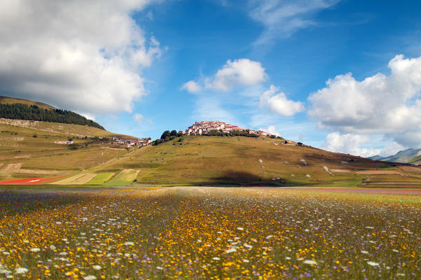 Europe,Italy,Umbria,Perugia district.
Castelluccio of Norcia during flowering

