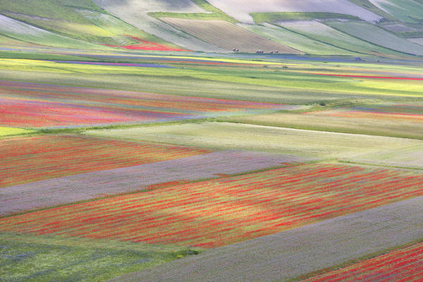 Europe,Italy,Umbria,Perugia district, flowering of Castelluccio of Norcia 