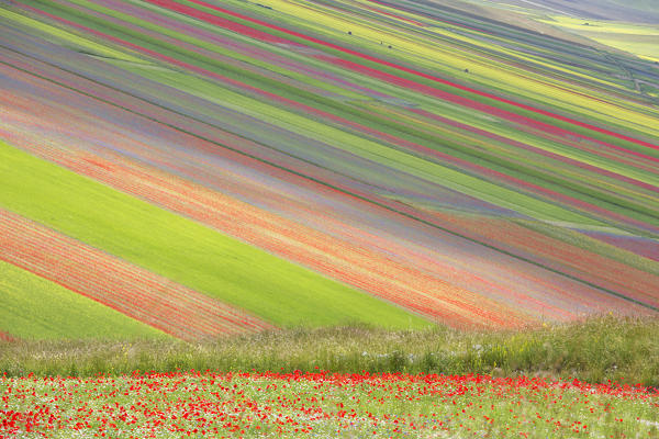 Europe,Italy,Umbria,Perugia district, flowering of Castelluccio of Norcia 