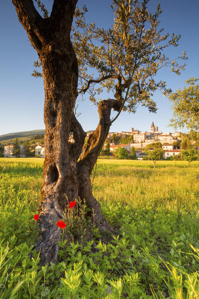 Europe, Italy, Umbria, Perugia district.
Spello at sunset 