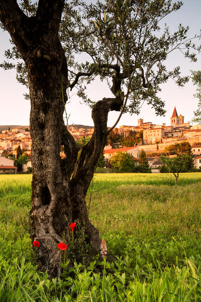 Europe, Italy, Umbria, Perugia district.
Spello at sunset 
