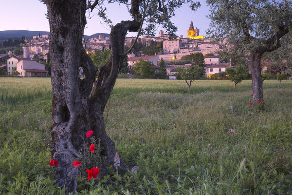 Europe, Italy, Umbria, Perugia district.
Spello at sunset 