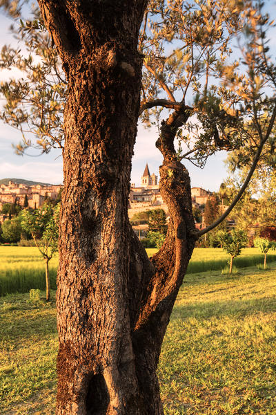 Europe, Italy, Umbria, Perugia district.
Spello at sunset 