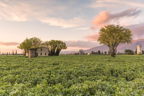 Europe, Italy, Umbria, Perugia district, Spello.
Countryside 