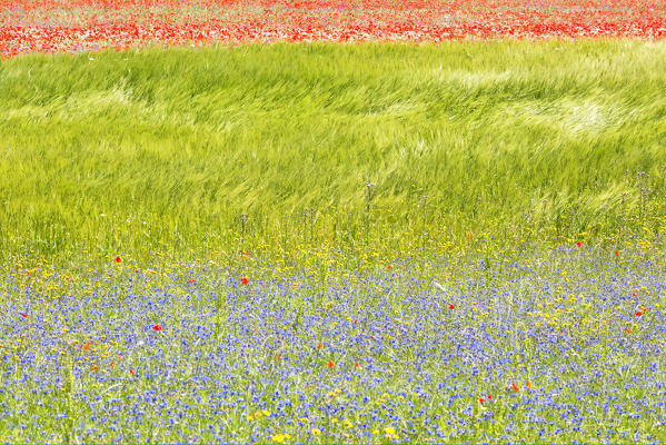 Europe,Italy,Umbria,Perugia district, flowering of Castelluccio of Norcia 