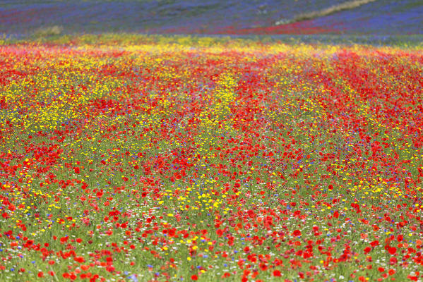 Europe,Italy,Umbria,Perugia district, flowering of Castelluccio of Norcia 