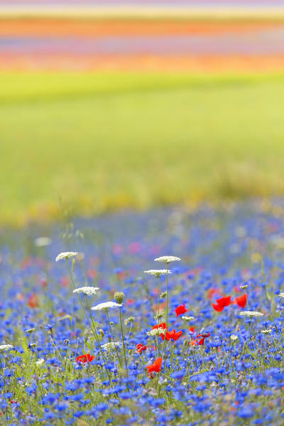 Europe,Italy,Umbria,Perugia district, flowering of Castelluccio of Norcia 