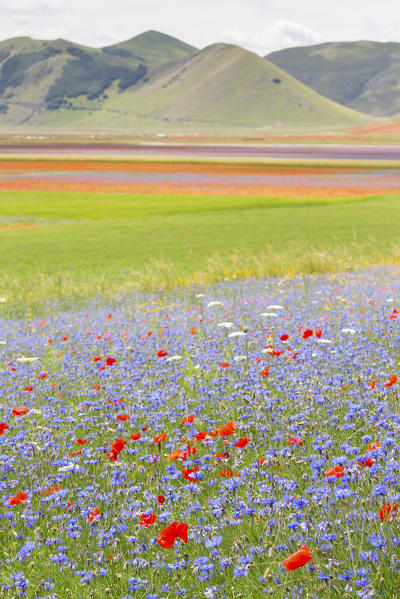 Europe,Italy,Umbria,Perugia district, flowering of Castelluccio of Norcia 