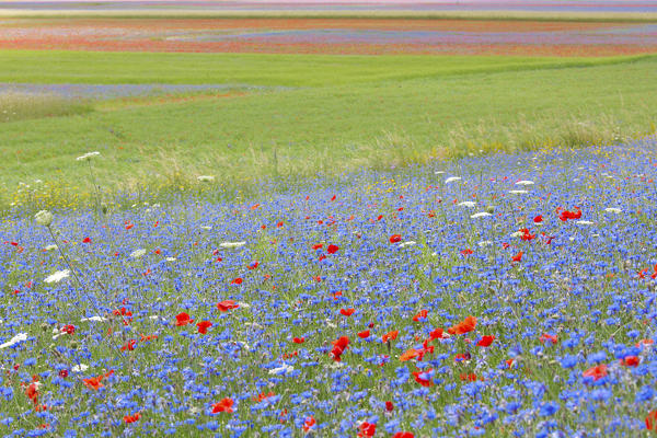 Europe,Italy,Umbria,Perugia district, flowering of Castelluccio of Norcia 