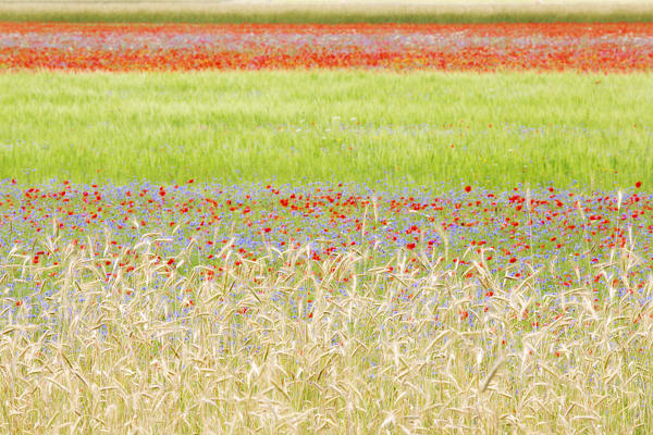 Europe,Italy,Umbria,Perugia district, flowering of Castelluccio of Norcia 