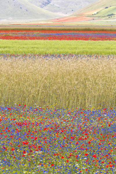 Europe,Italy,Umbria,Perugia district, flowering of Castelluccio of Norcia 