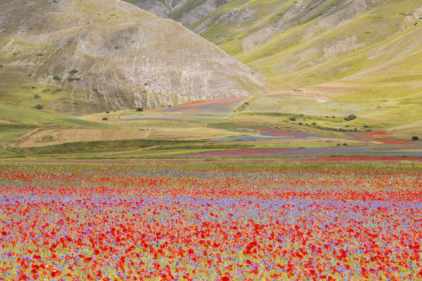 Europe,Italy,Umbria,Perugia district, flowering of Castelluccio of Norcia 