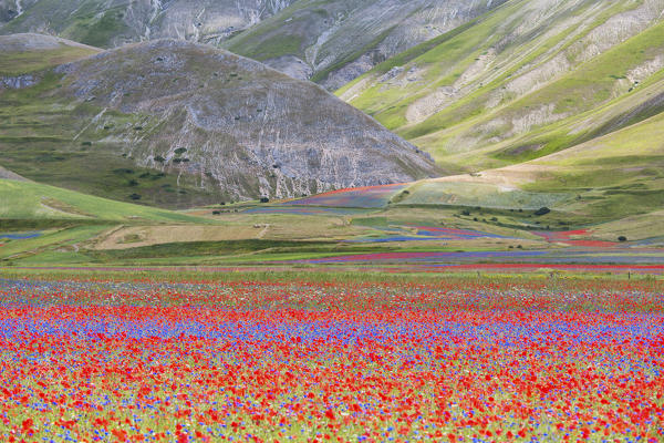 Europe,Italy,Umbria,Perugia district, flowering of Castelluccio of Norcia 