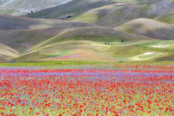 Europe,Italy,Umbria,Perugia district, flowering of Castelluccio of Norcia 