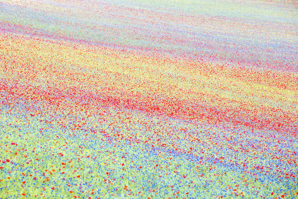 Europe,Italy,Umbria,Perugia district, flowering of Castelluccio of Norcia 