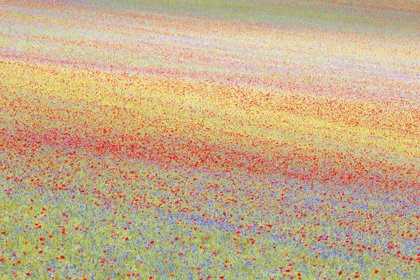 Europe,Italy,Umbria,Perugia district, flowering of Castelluccio of Norcia 