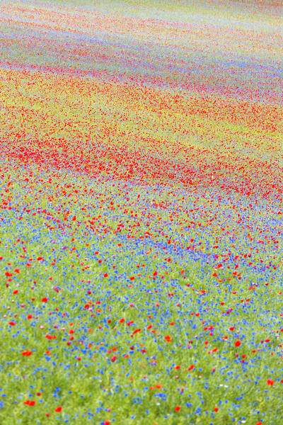 Europe,Italy,Umbria,Perugia district, flowering of Castelluccio of Norcia 