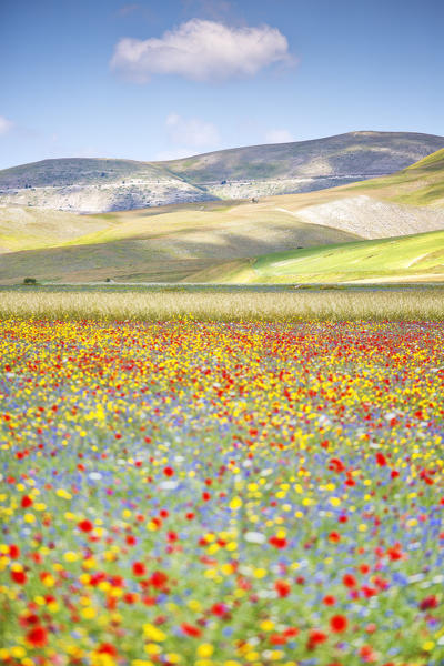 Europe,Italy,Umbria,Perugia district, flowering of Castelluccio of Norcia 