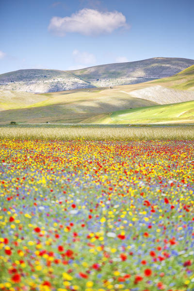 Europe,Italy,Umbria,Perugia district, flowering of Castelluccio of Norcia 