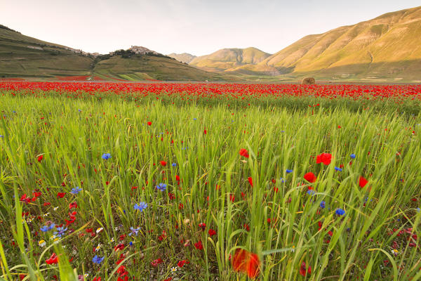 Europe, Italy, Umbria, Perugia district,Castelluccio of Norcia 