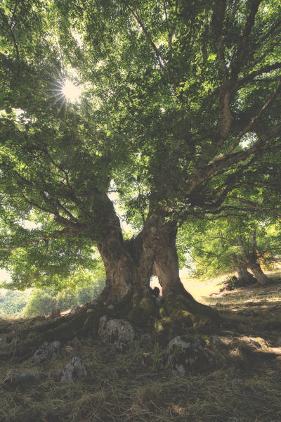 Europe, Italy,Umbria, Perugia district.
Sibillini national park 