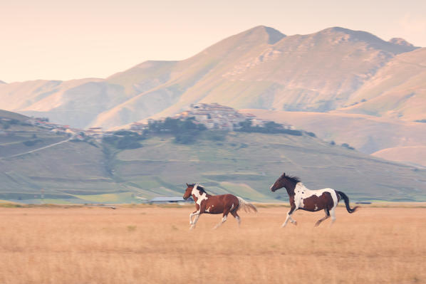 Europe,Italy,Umbria,Perugia district, Castelluccio di Norcia 
Sibillini Ranch 