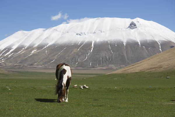 Europe,Italy,Umbria,Perugia district, Castelluccio di Norcia 
Sibillini Ranch 