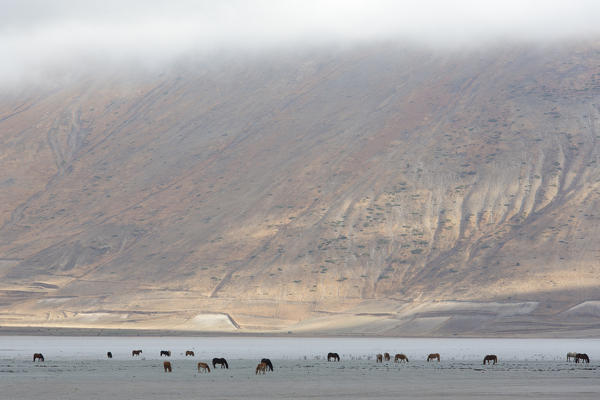 Europe,Italy,Umbria,Perugia district, Castelluccio di Norcia 
Sibillini Ranch 