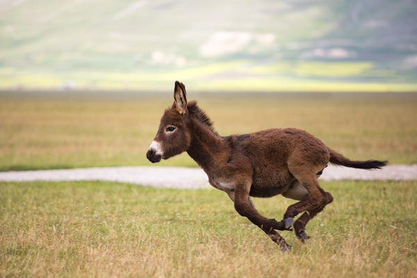 Europe,Italy,Umbria,Perugia district, Castelluccio di Norcia 
Sibillini Ranch 