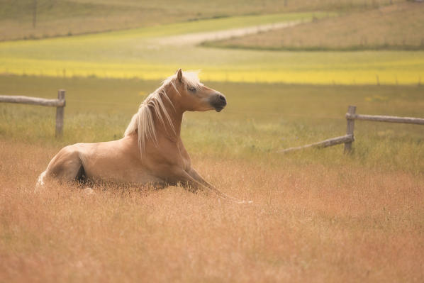 Europe,Italy,Umbria,Perugia district, Castelluccio di Norcia 
Sibillini Ranch 