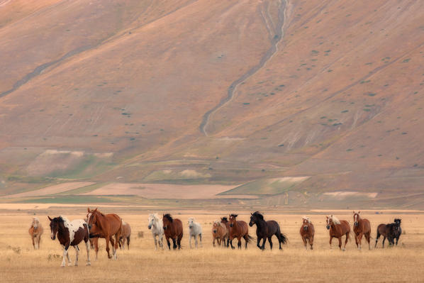 Europe,Italy,Umbria,Perugia district, Castelluccio di Norcia 
Sibillini Ranch 