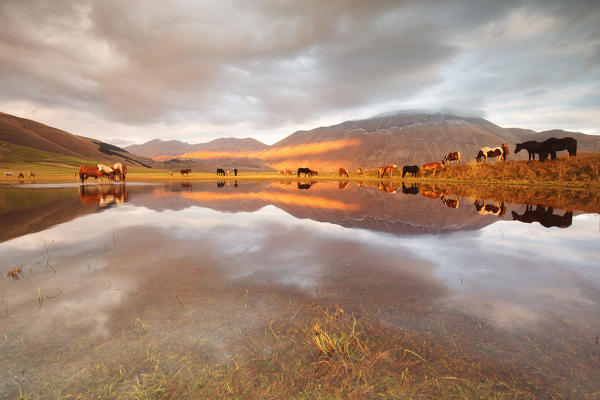 Europe,Italy,Umbria,Perugia district, Castelluccio di Norcia 
Sibillini Ranch 
