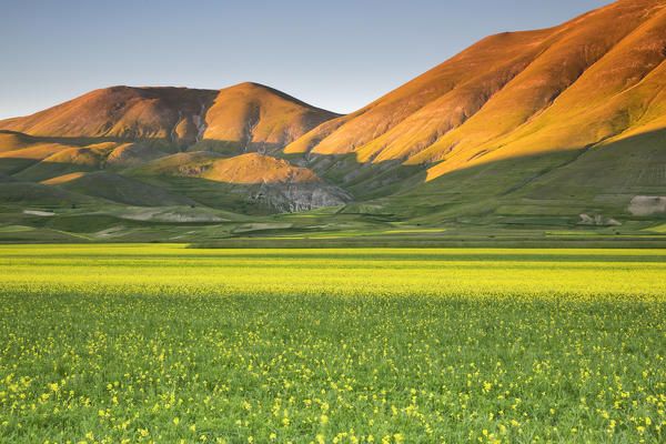 Europe,Italy,Umbria,Perugia district,Sibillini National park.
Flowering of the lentil fields of Castelluccio of Norcia