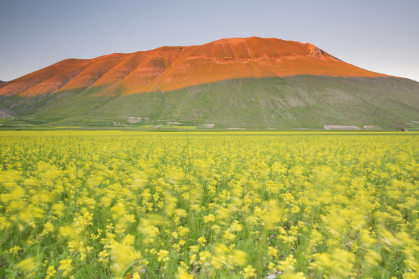 Europe,Italy,Umbria,Perugia district,Sibillini National park.
Flowering of the lentil fields of Castelluccio of Norcia
