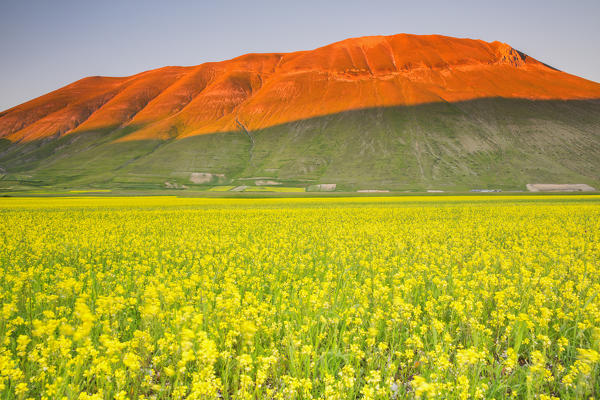 Europe,Italy,Umbria,Perugia district,Sibillini National park.
Flowering of the lentil fields of Castelluccio of Norcia