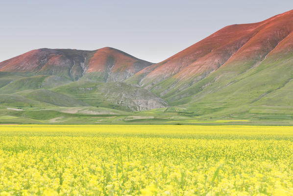 Europe,Italy,Umbria,Perugia district,Sibillini National park.
Flowering of the lentil fields of Castelluccio of Norcia
