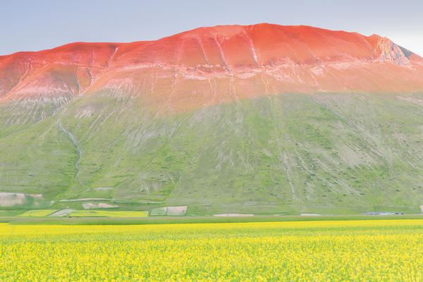 Europe,Italy,Umbria,Perugia district,Sibillini National park.
Flowering of the lentil fields of Castelluccio of Norcia