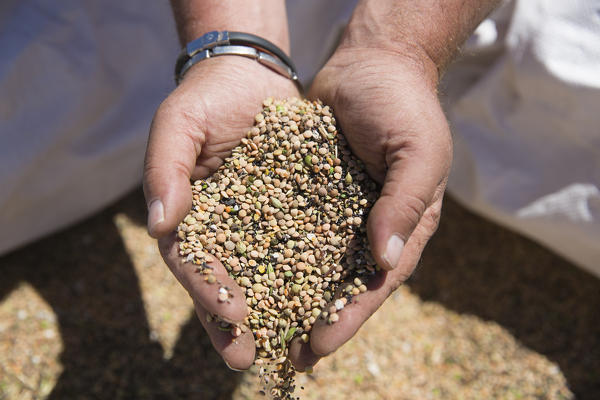 Europe,Italy,Umbria,Perugia district,Sibillini National park.
Lentil of Castelluccio of Norcia 